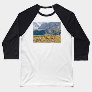 Bighorn Sheep in Rocky Mountains National Park Baseball T-Shirt